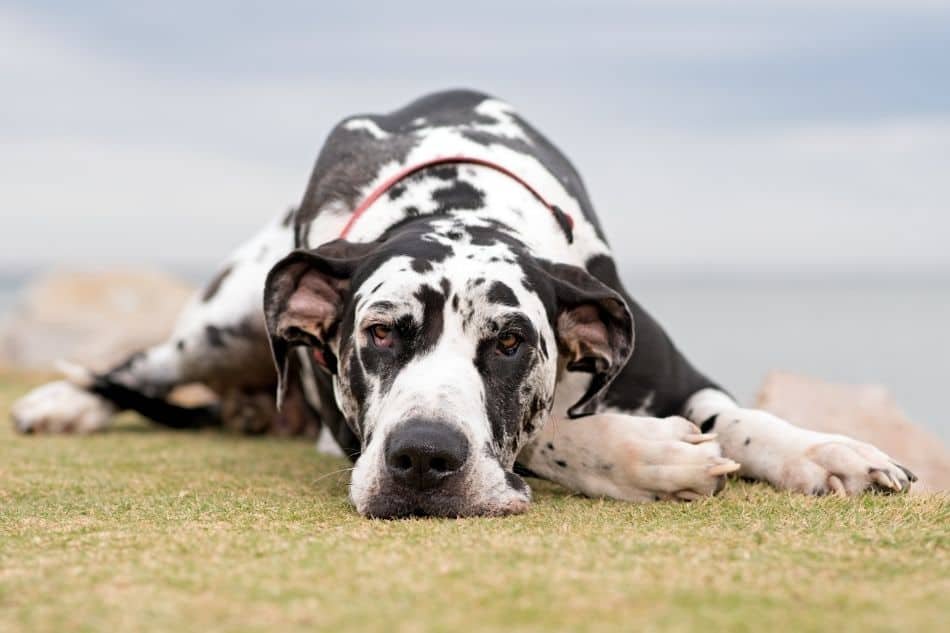 sleepy harlequin adult laying down