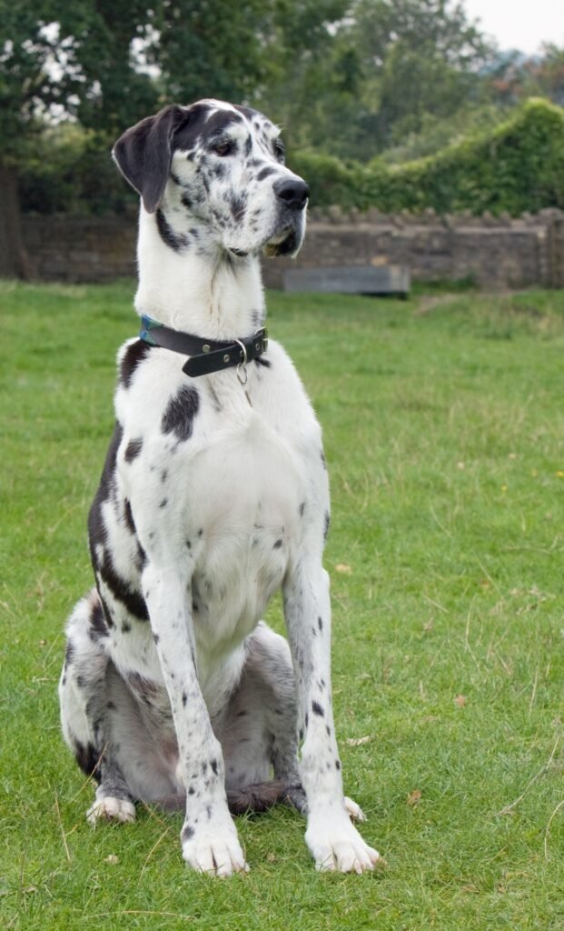 dog great dane