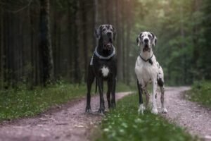 About Us greatdane 1320x881