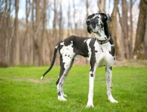 What to Expect greatdane3455p