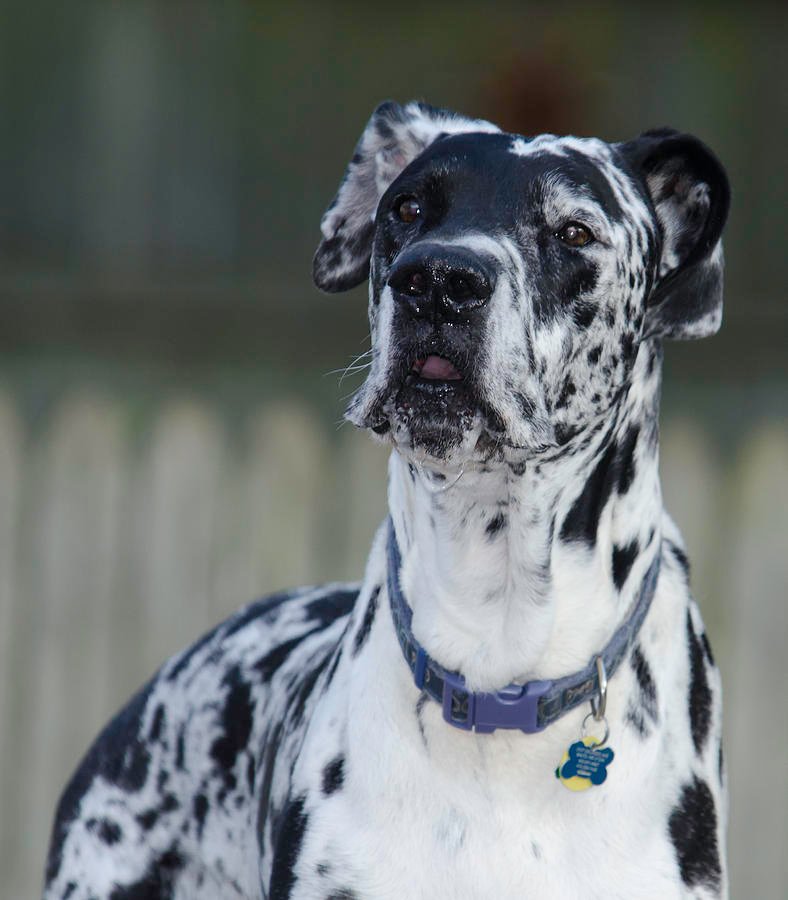 the great dane andrew wisniewski